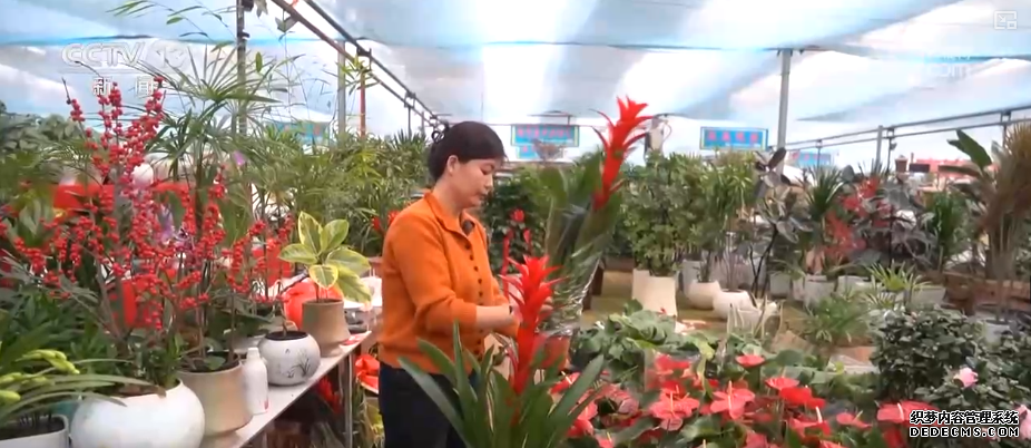 科技加持“美丽经济” 各地年宵花卉集中上市销售火热