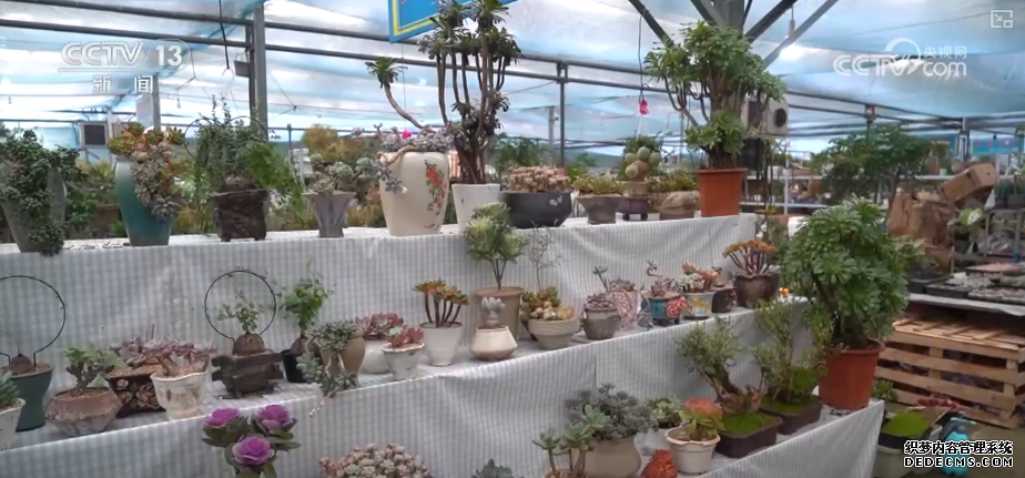 科技加持“美丽经济” 各地年宵花卉集中上市销售火热