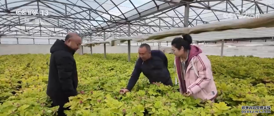 科技加持“美丽经济” 各地年宵花卉集中上市销售火热