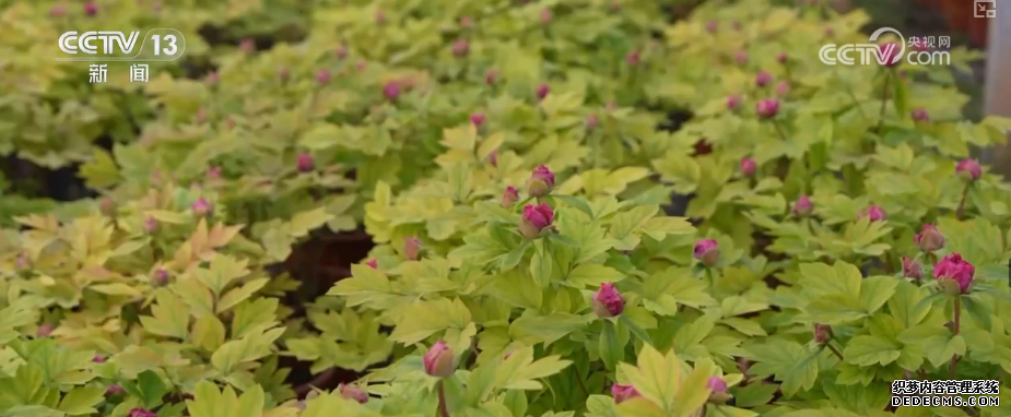 科技加持“美丽经济” 各地年宵花卉集中上市销售火热