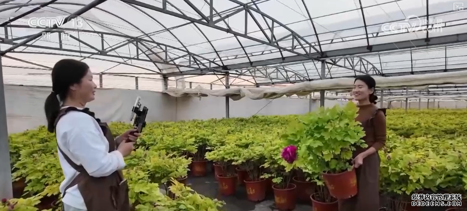 科技加持“美丽经济” 各地年宵花卉集中上市销售火热