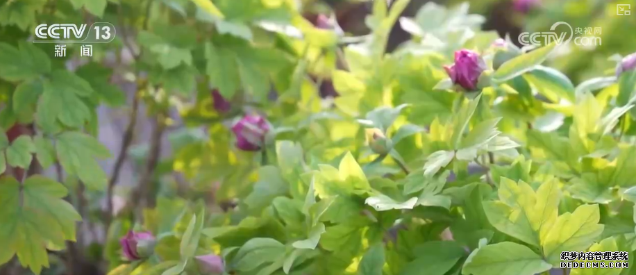 科技加持“美丽经济” 各地年宵花卉集中上市销售火热