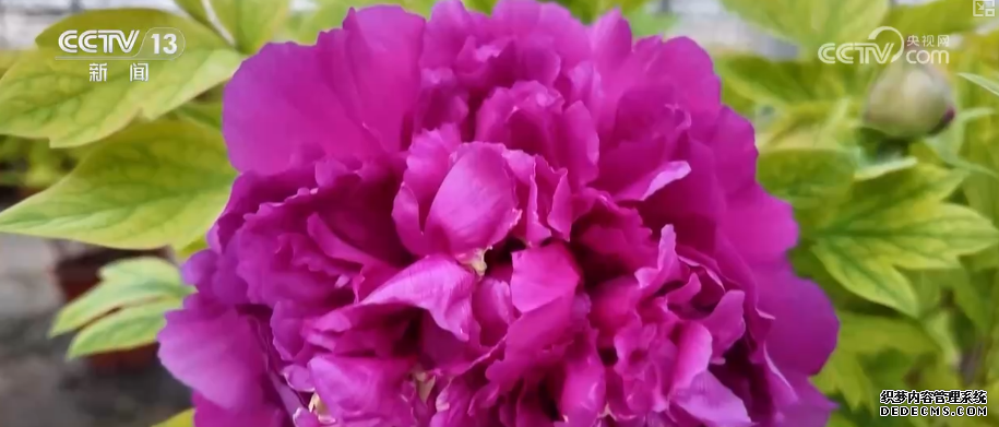 科技加持“美丽经济” 各地年宵花卉集中上市销售火热