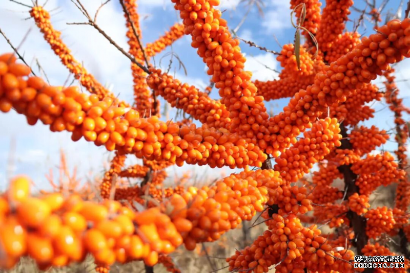 垦荒先锋2025新图景：沙棘绿染阿勒泰，助力生态共富之路