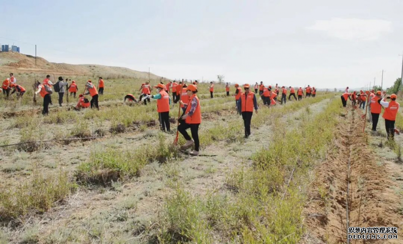 垦荒先锋2025新图景：沙棘绿染阿勒泰，助力生态共富之路