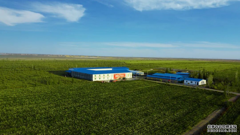 垦荒先锋2025新图景：沙棘绿染阿勒泰，助力生态共富之路